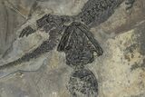 Discosauriscus (Permian Reptiliomorph) - Franchesse, France #240033-3